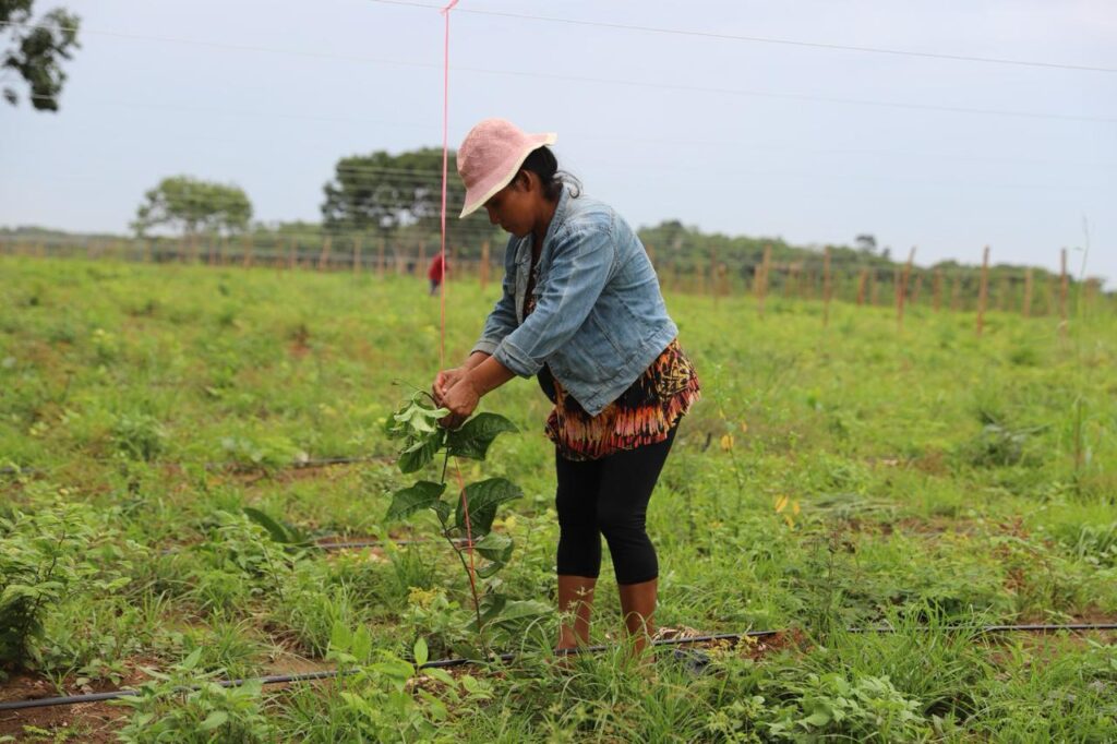 Sistema de irrigação contribui para a produção de maracujá e mamão em Iranduba