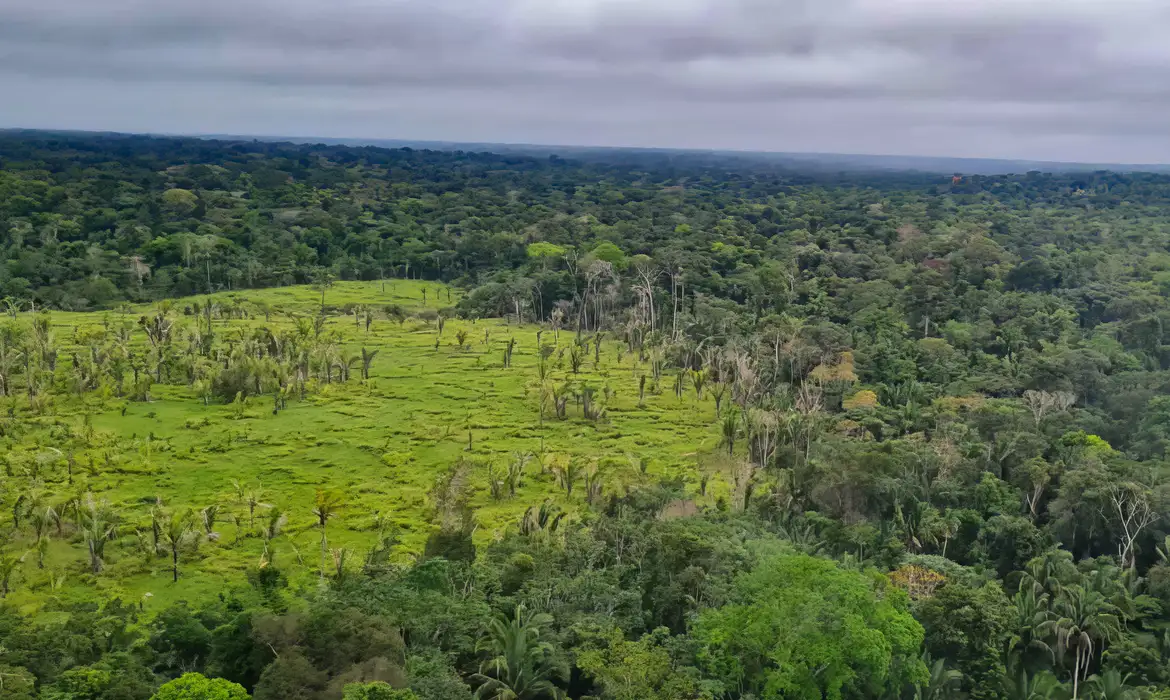 Desmatamento na Amazônia tem queda de 21,8% e no Pantanal, de 9,2%