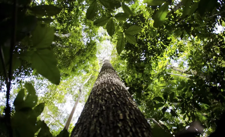 Em nova doação, Noruega repassa mais de R$ 270 mi ao Fundo Amazônia