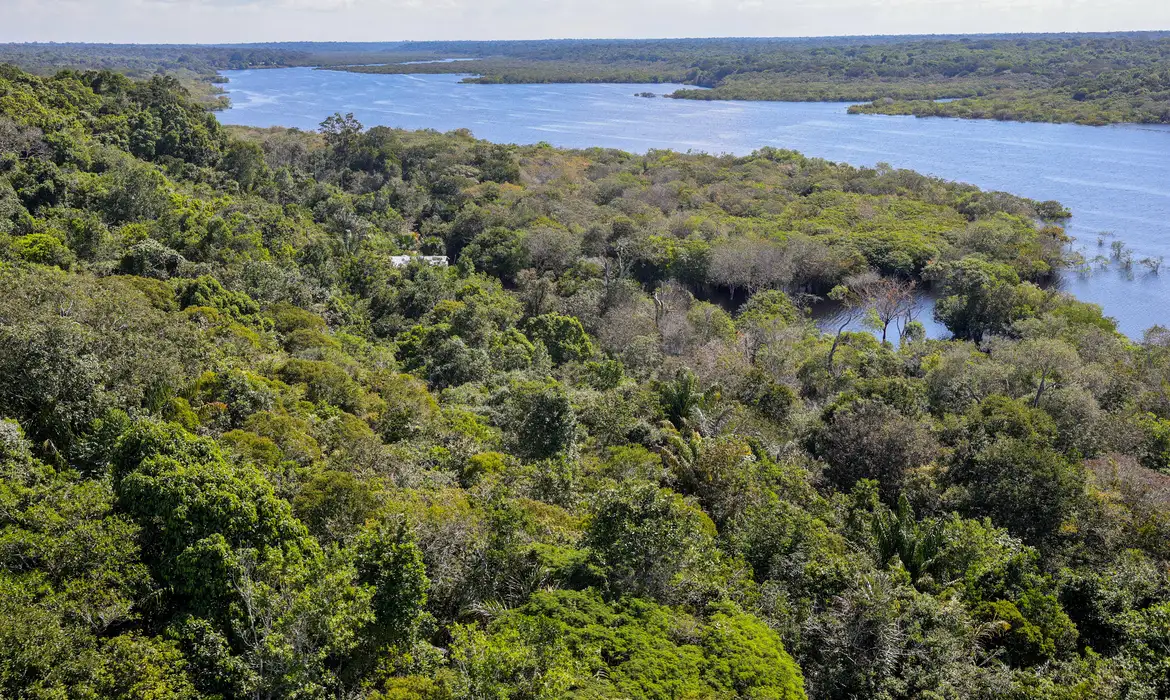 Desmatamento na Amazônia cai 30,6% em um ano