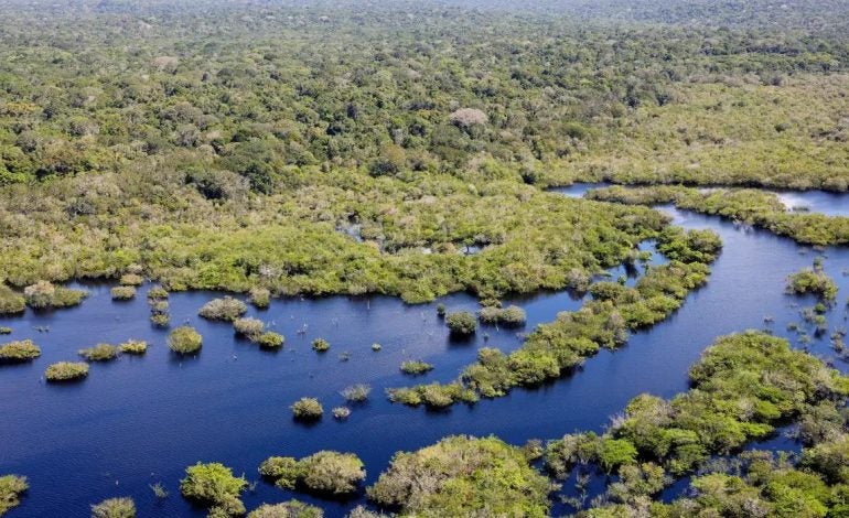 Desmatamento no Brasil caiu 32,4% em 2024