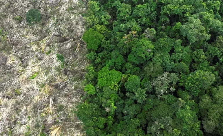 Pesquisa mede impacto de mudanças do clima e desmatamento na Amazônia