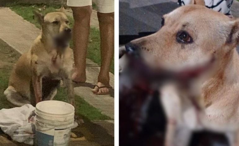 Cadela fica ferida após ser atingida por bomba “catolé” durante réveillon em Manaus